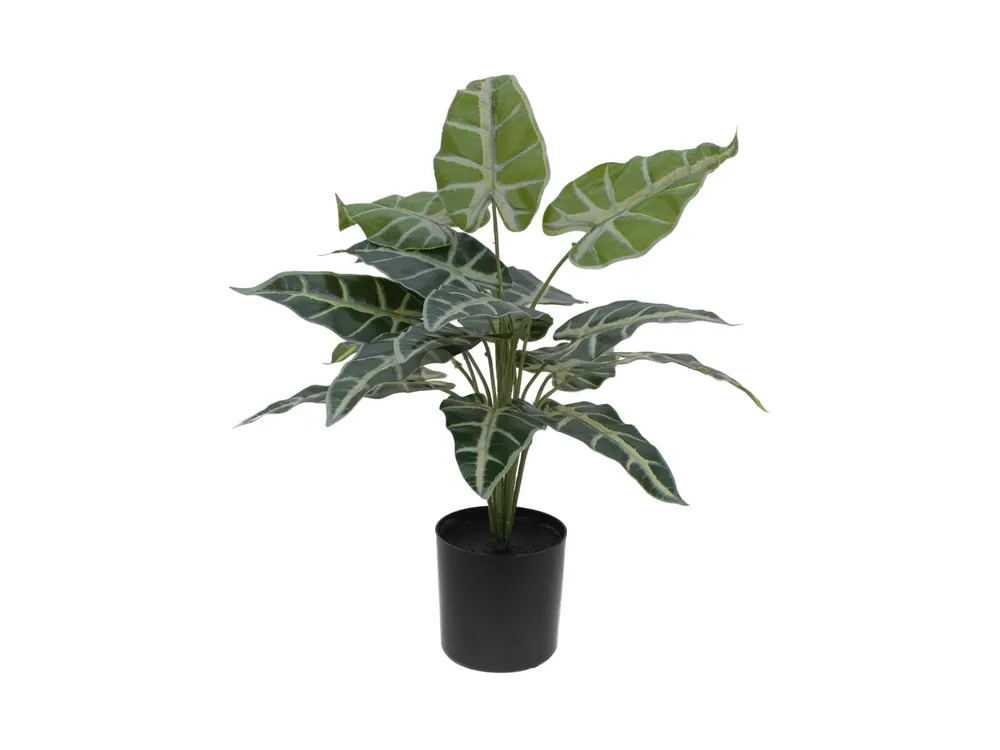 Saisonangebot EUROPALMS Caladium, Kunstpflanze, 38cm